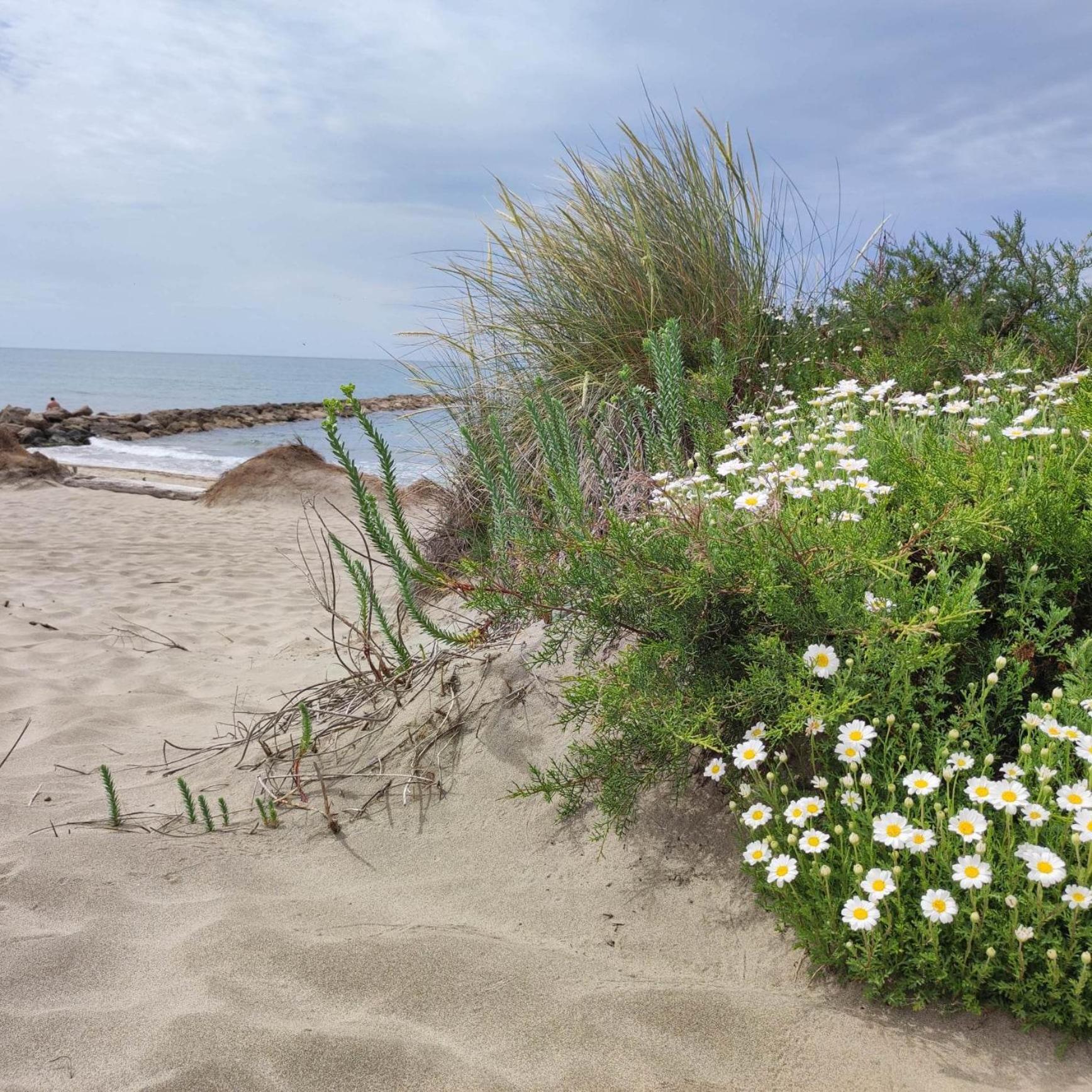 Le Petit Patio Bed & Breakfast Aigues-Mortes Ngoại thất bức ảnh