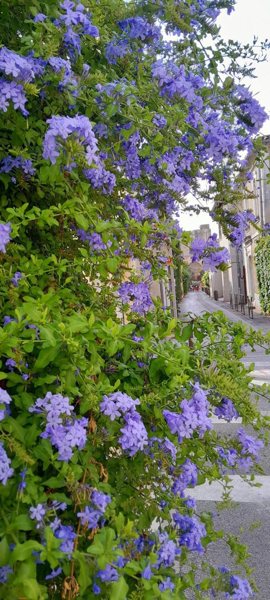 Le Petit Patio Bed & Breakfast Aigues-Mortes Ngoại thất bức ảnh