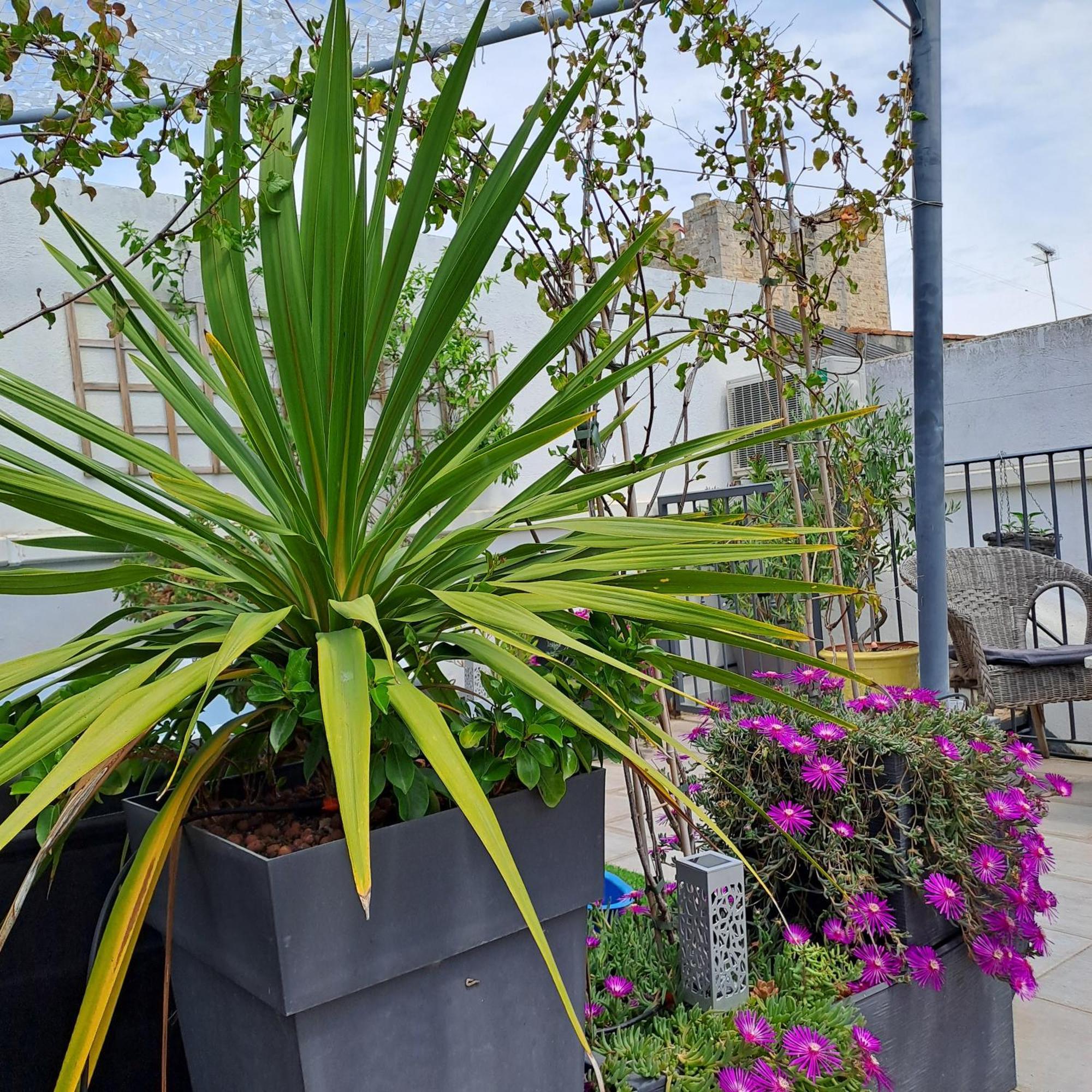 Le Petit Patio Bed & Breakfast Aigues-Mortes Ngoại thất bức ảnh