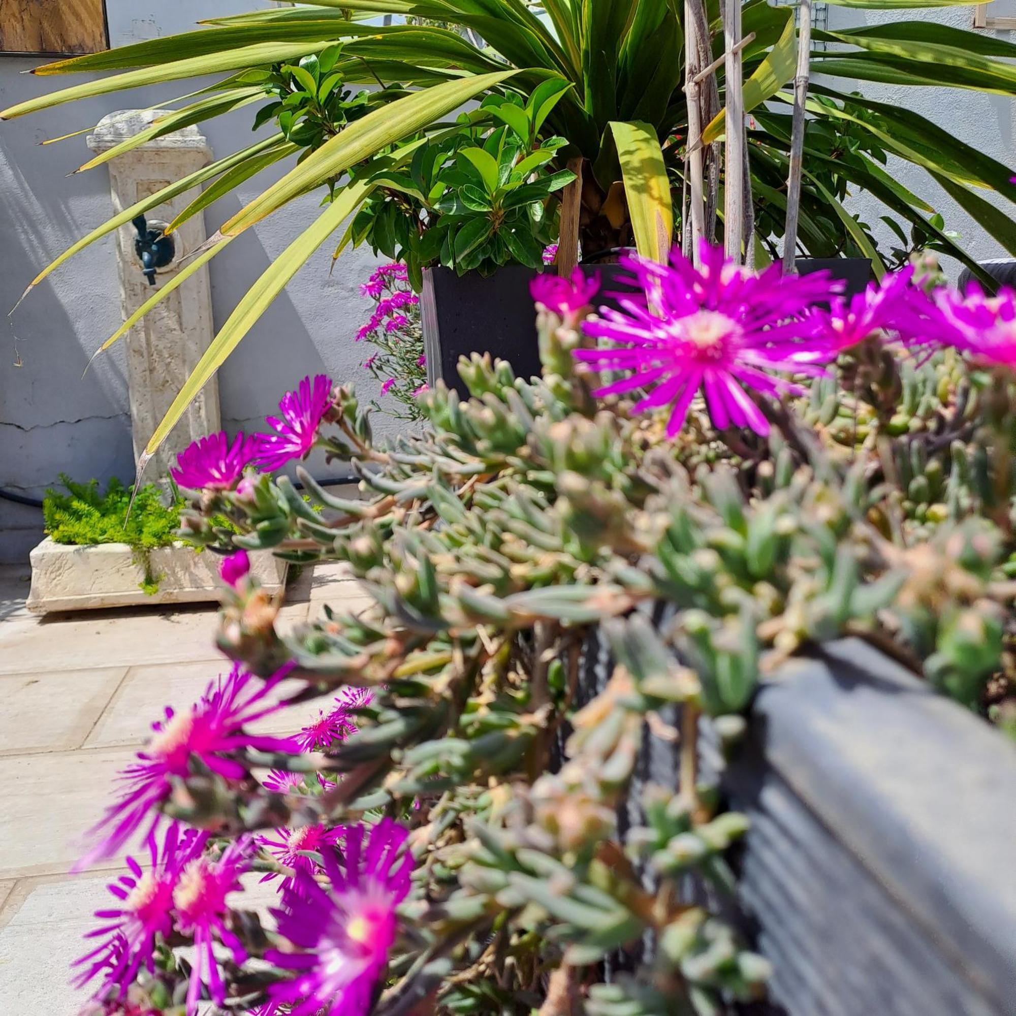 Le Petit Patio Bed & Breakfast Aigues-Mortes Ngoại thất bức ảnh