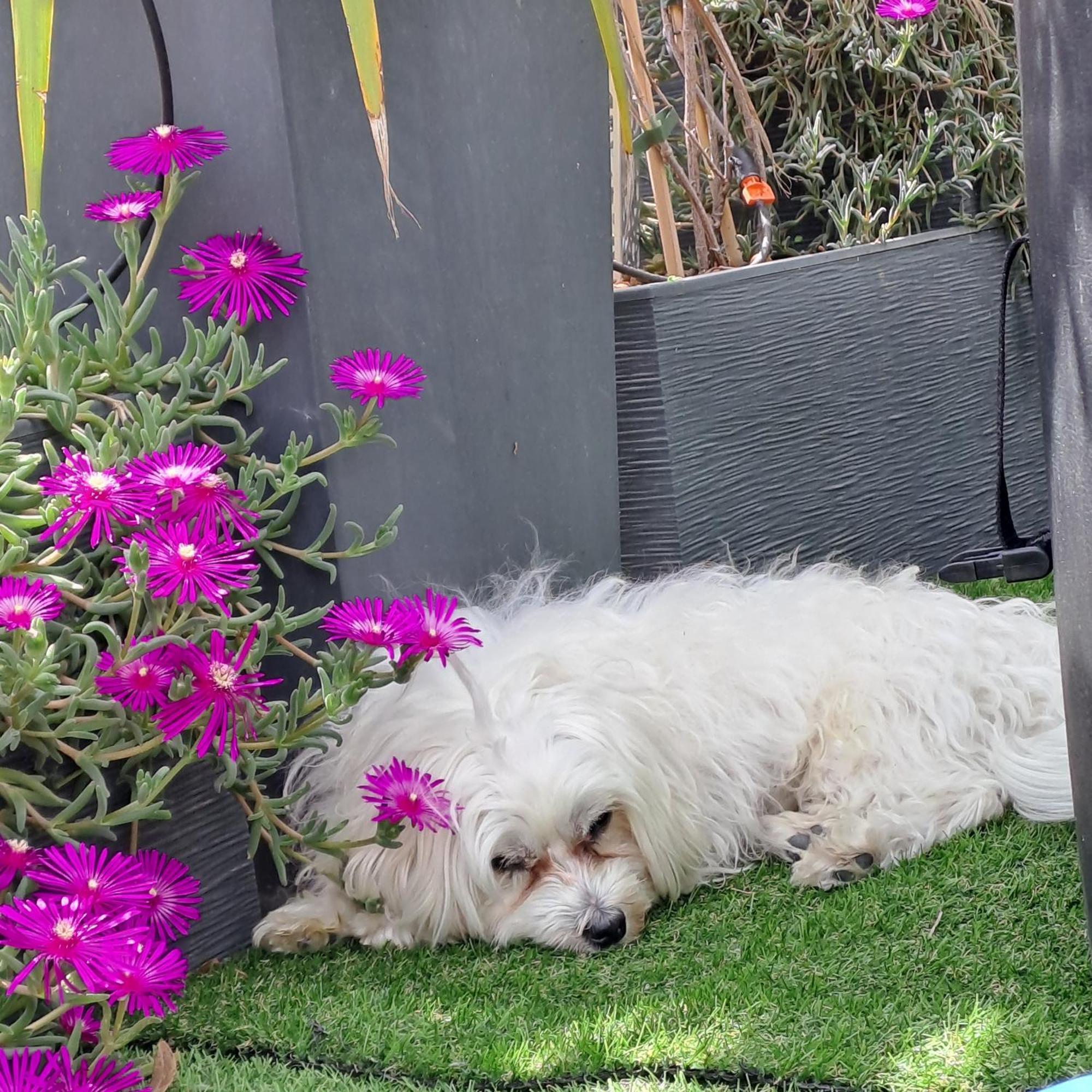Le Petit Patio Bed & Breakfast Aigues-Mortes Ngoại thất bức ảnh