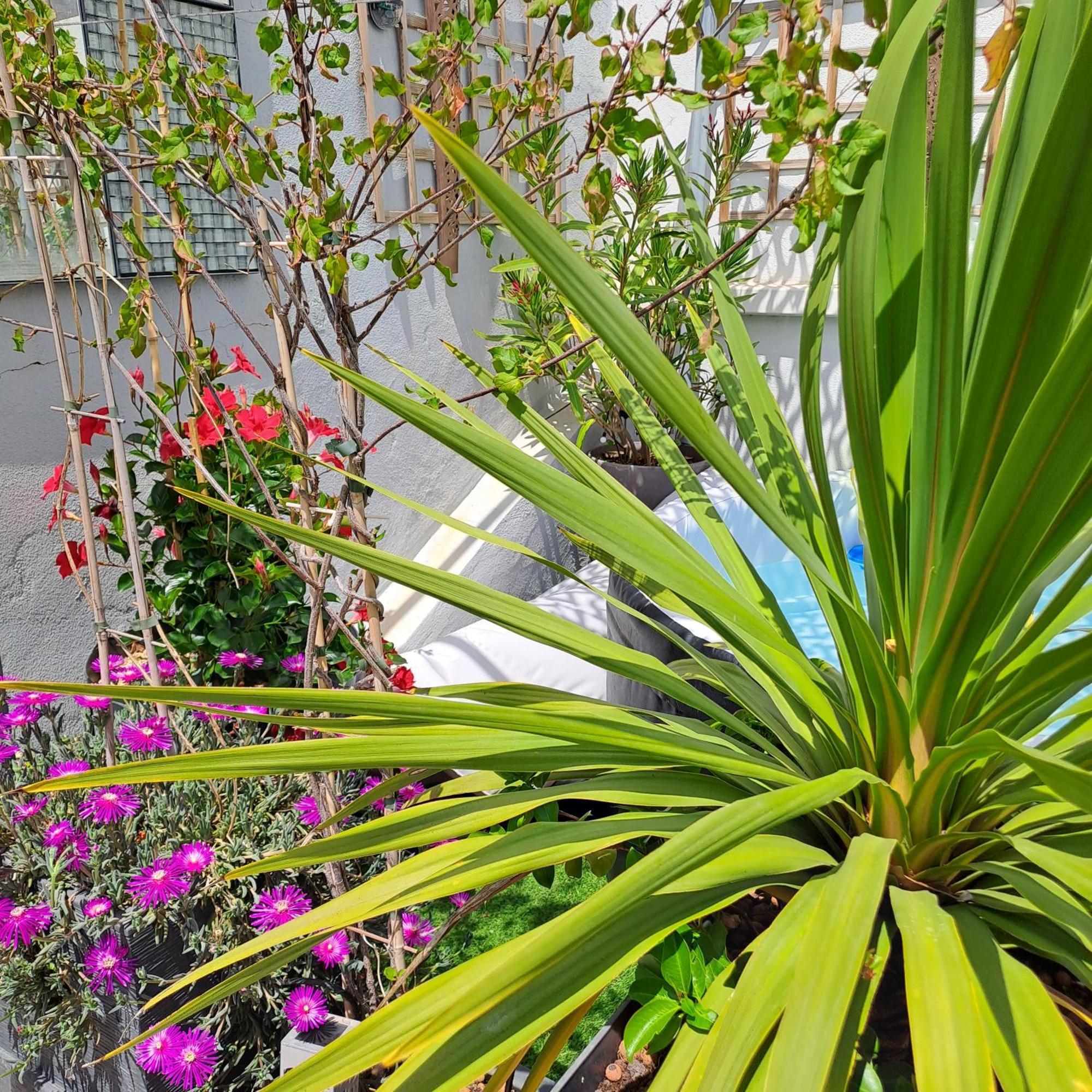 Le Petit Patio Bed & Breakfast Aigues-Mortes Ngoại thất bức ảnh