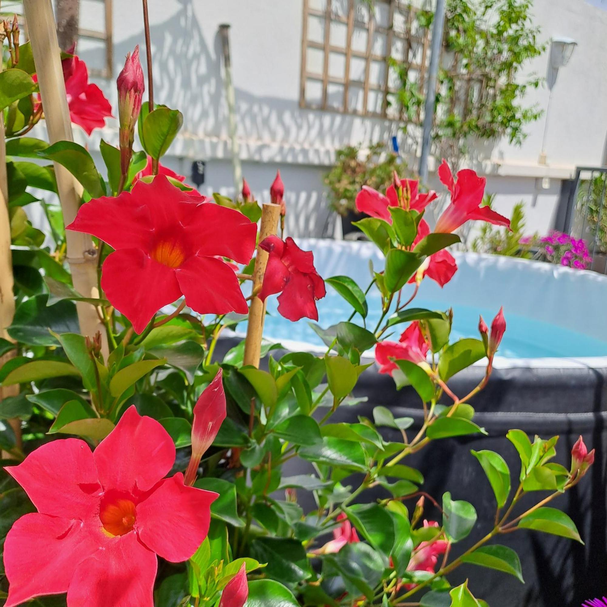 Le Petit Patio Bed & Breakfast Aigues-Mortes Ngoại thất bức ảnh