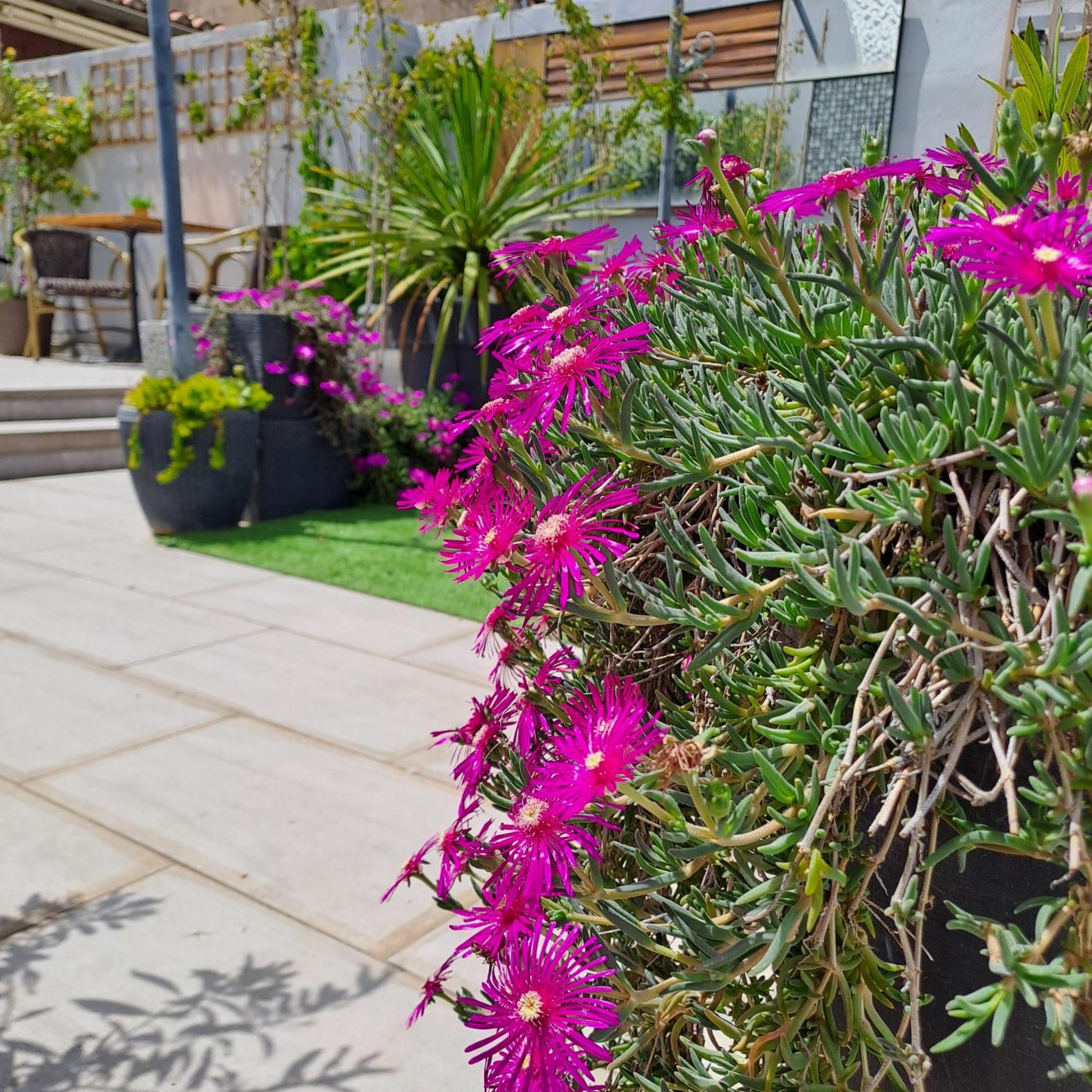 Le Petit Patio Bed & Breakfast Aigues-Mortes Ngoại thất bức ảnh